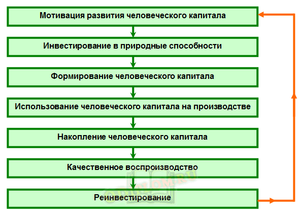 Человеческий капитал современная экономика