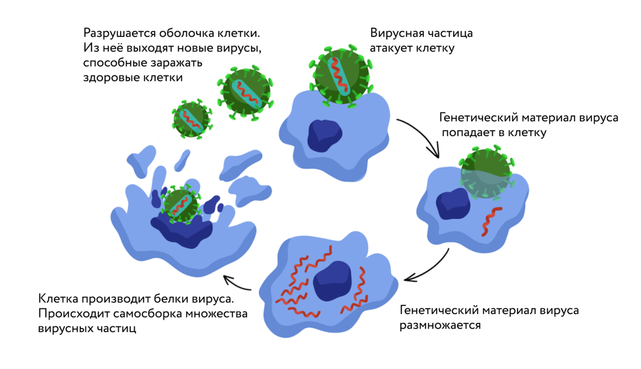 Что за вирус сейчас ходит июль 2024. Процесс заражения клетки вирусом. Жизненный цикл вируса. Размножение вирусов. Вирус 2023.