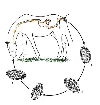 Стронгилоидоз лошадей. Угрица кишечная цикл. Стронгилоидоз лошадей яйца. Стронгилез лошадей цикл развития.