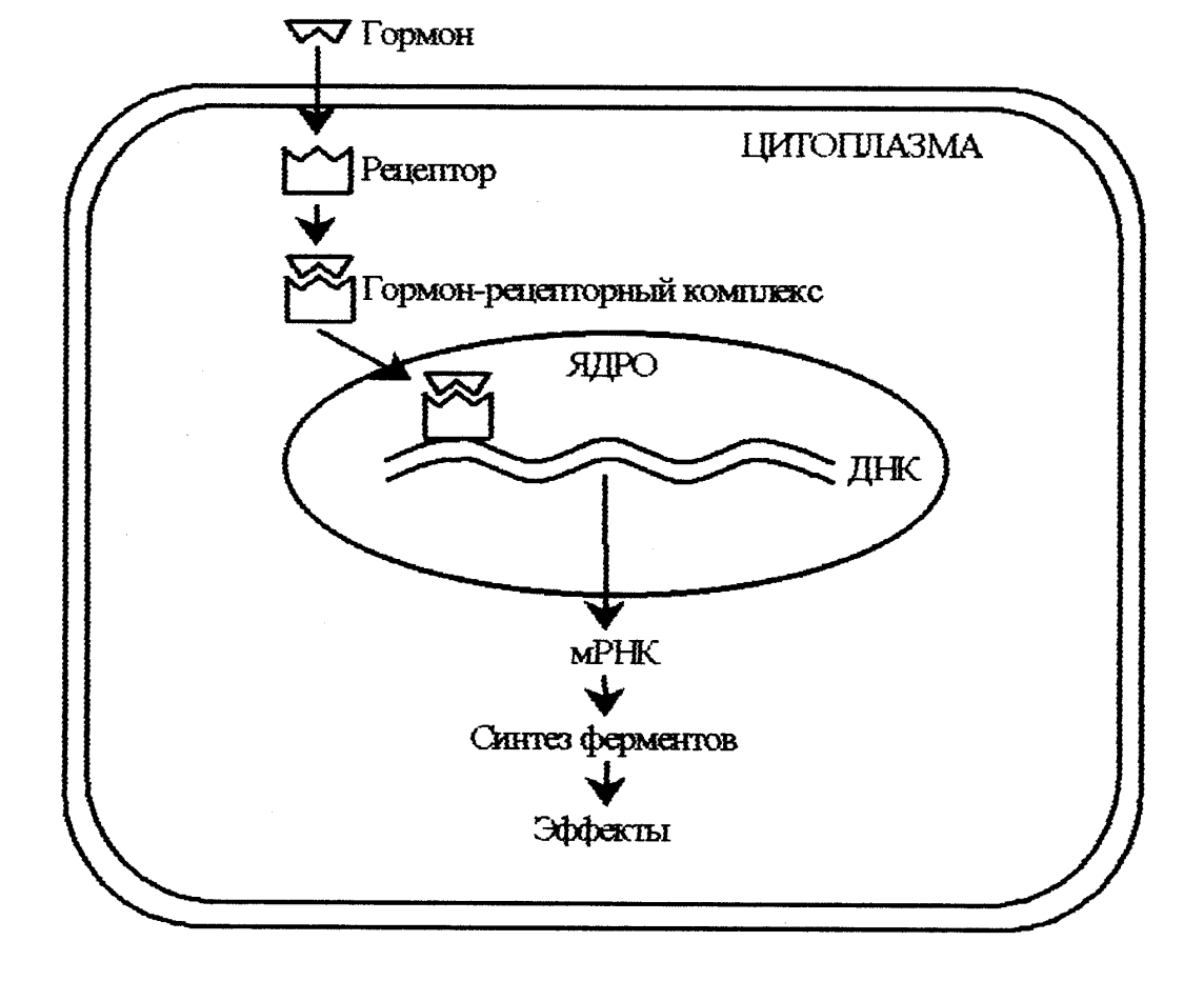Механизм действия гормонов на клетку. Схема действия стероидных гормонов на метаболизм клетки. Схема действия на клетки мишени стероидных гормонов. Механизм действия стероидных гормонов схема. Механизм действия стероидных гормонов биохимия схема.