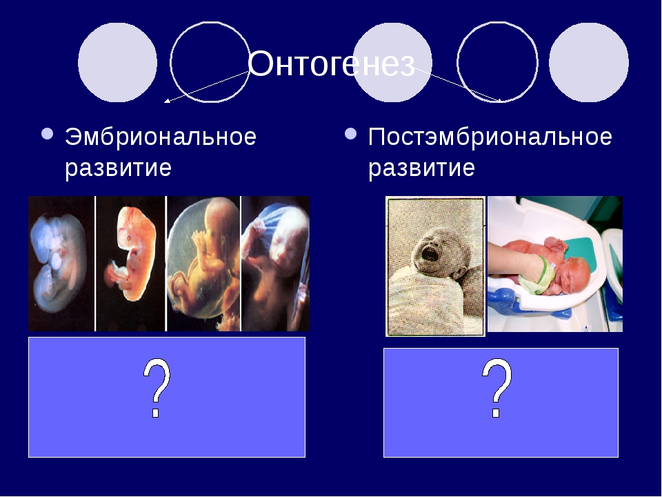 Онтогенез эмбриональное развитие 10 класс презентация