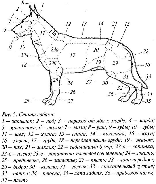 Схема описания собаки по экстерьеру