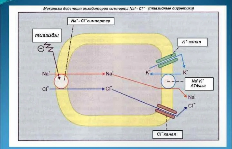 Гидрохлортиазид механизм действия. Тиазидные тиазидоподобные механизм действия. Тиазидоподобные диуретики механизм. Механизм действия тиазидов и тиазидоподобных диуретиков. Механизм действия тиазидовых диуретиков.