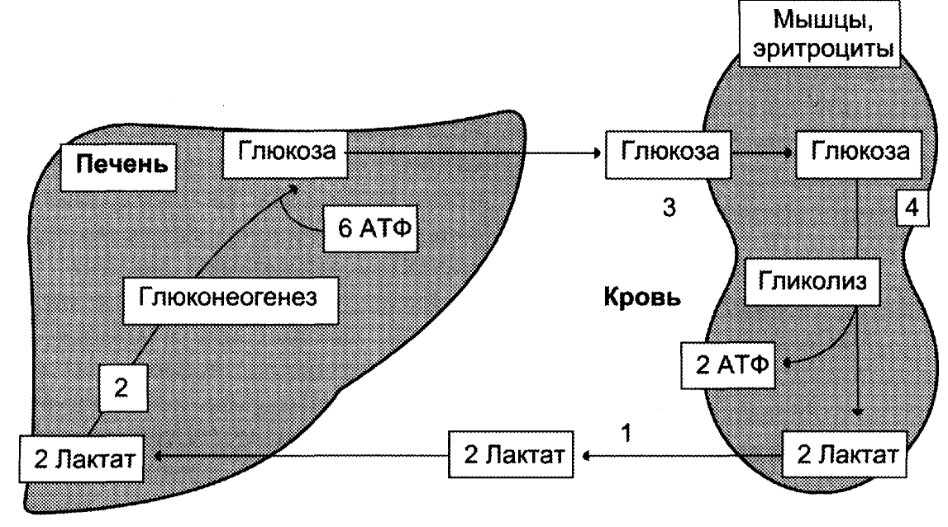 Как образуется лактат в мышцах. Схема синтеза Глюкозы из лактата. Схема цикла кори биохимия. Пути обмена лактата в печени и мышцах. Синтез Глюкозы из лактата.