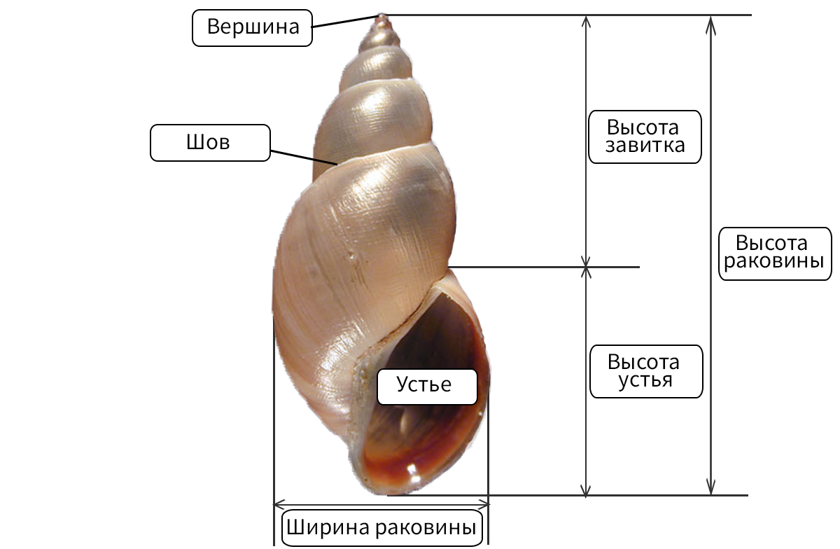 Лабораторная строение раковин моллюсков. Брюхоногие моллюски строение раковины. Внешнее строение раковины прудовика. Внешнее строение раковины брюхоногого моллюска. Старение раковины брюхоногого моллюска.