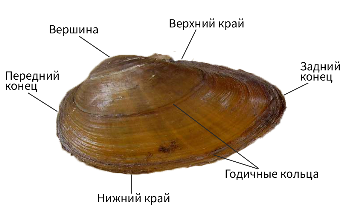 Раковина моллюска сканворд
