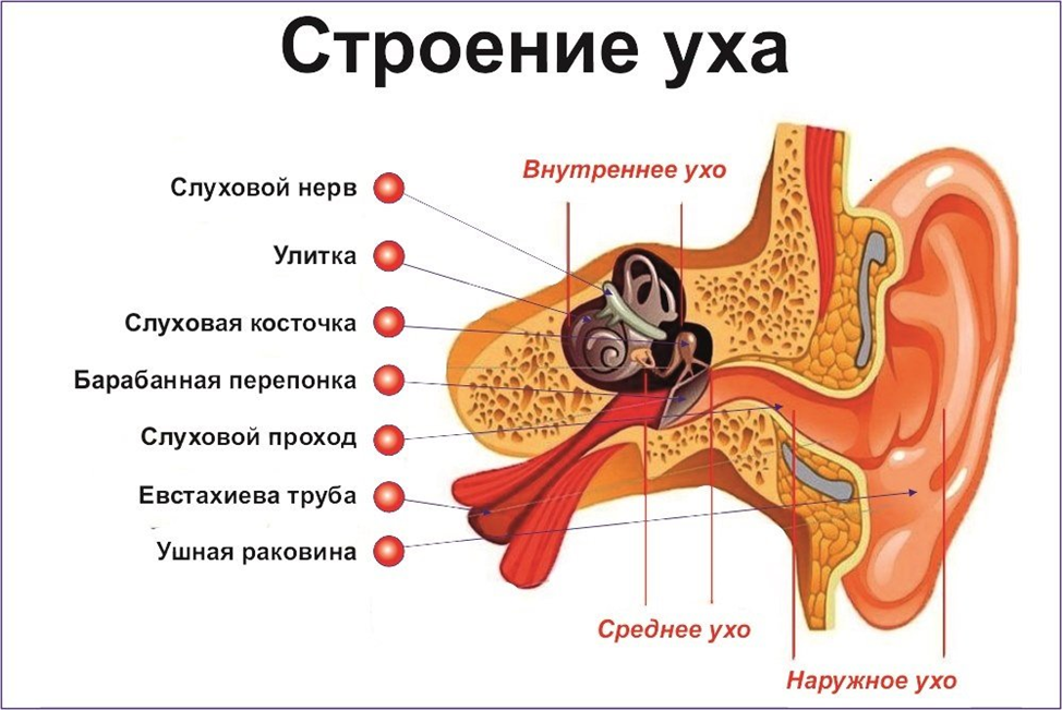 В наружном ухе кость