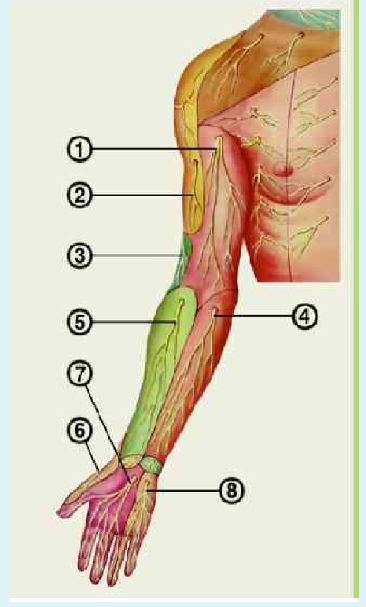 Невралгия предплечья симптомы и лечение. Медиальный кожный нерв плеча. Медиальный кожный нерв плеча и предплечья. Плечевое сплетение мышечно кожный нерв. Латеральный кожный нерв предплечья.