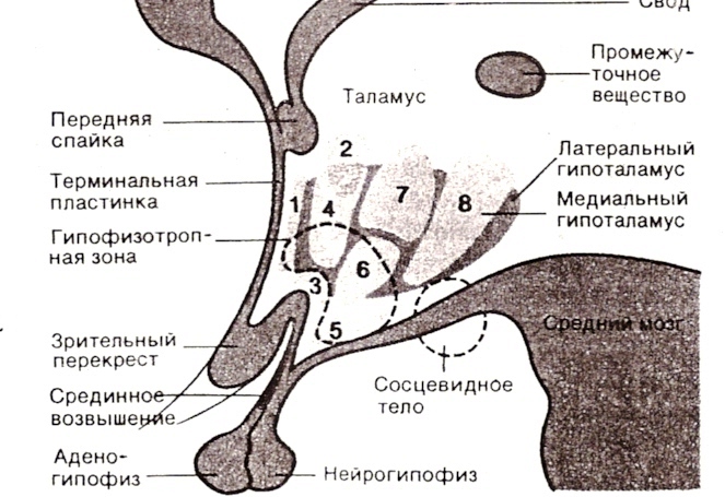 Латеральная ножка надпочечника