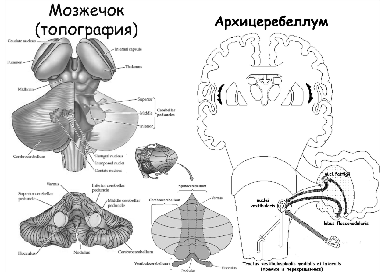 Левый мозжечок. Топография мозжечка анатомия. Мозжечок структура и функции. Ядра мозжечка анатомия. Внешнее строение мозжечка схема.