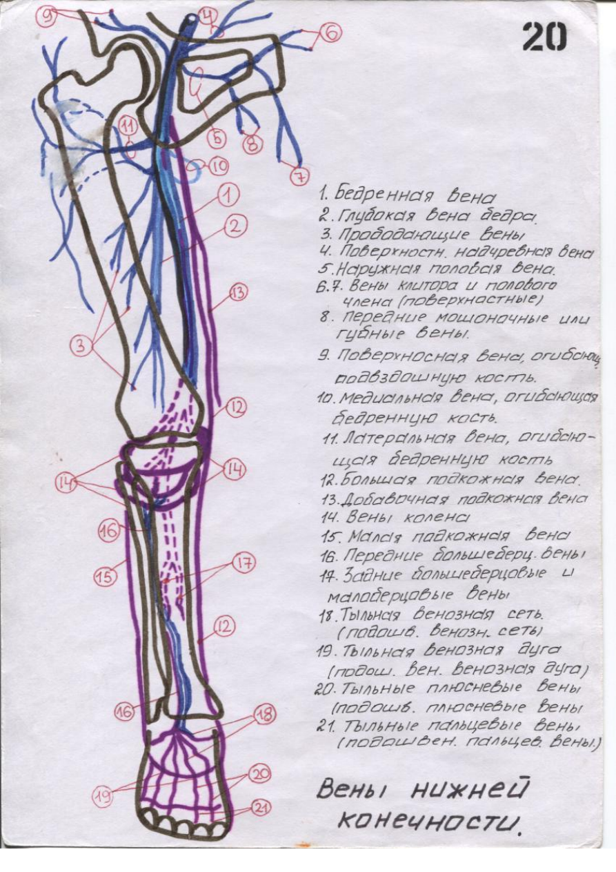 Схема артерий и вен. Вены нижних конечностей схема. Вены нижних конечностей анатомия схема. Анатомия вен нижних конечностей Синельников. Кровоснабжение нижней конечности анатомия вены.